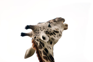 giraffe head shot