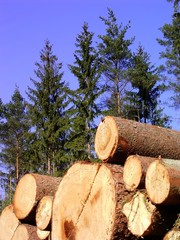 holz 05