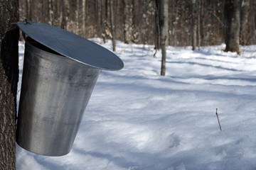 pail for collecting sap to produce maple syrup