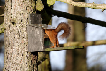 red squirrel