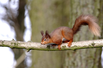 red squirrel