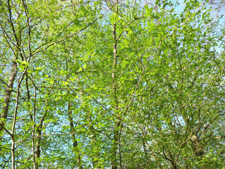 grüne blätter im wald