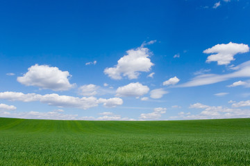 Obraz premium field at spring