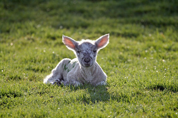 lambing time