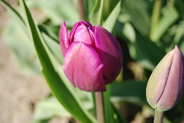 tulips in spring