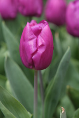 violette tulpe