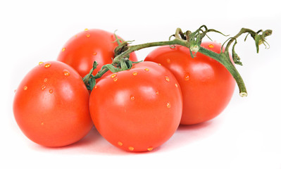 tomatoes on stem
