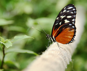 butterfly