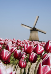 tulips and windmill