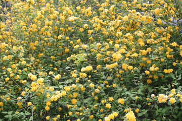 fr&uuml;hlingserwachen