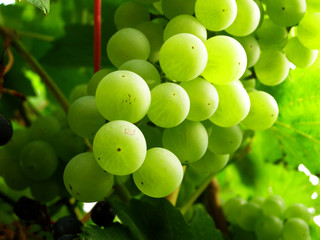 weintrauben