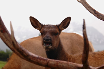 Fototapeta premium reindeer in alaska