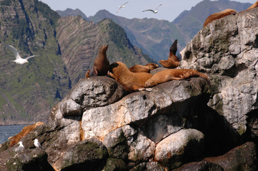 stellar sea lions in alaska