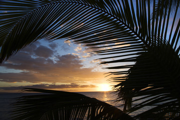 sunset framed by palm fronds, maui hawaii.