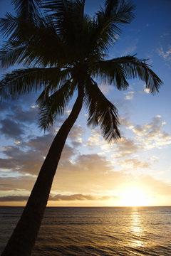 sunset sky framed by palm tree over the pacific ocean in kihei,