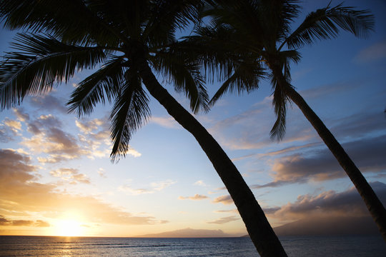 sunset sky framed by palm trees over the pacific ocean in kihei,