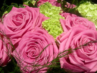 gros plan sur roses roses fuschia