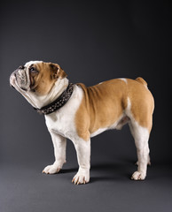 profile of standing english bulldog wearing spiked collar.