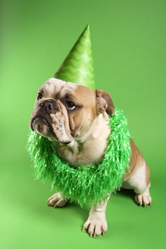 english bulldog wearing lei and party hat on green background.