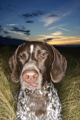 german shorthaired pointer laying in field.