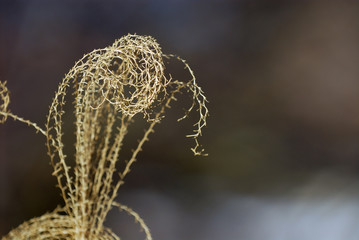 ornamental grass foliage
