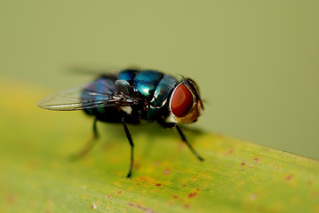 housefly