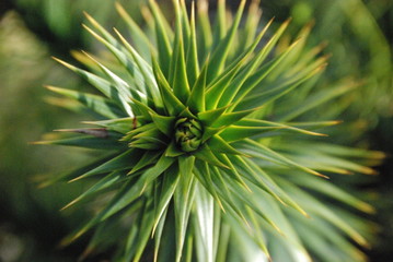 green needles