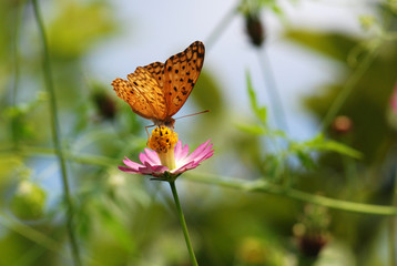 butterfly