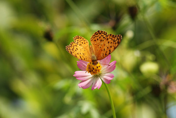 butterfly