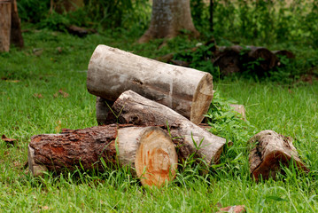 Fototapeta premium tree trunks