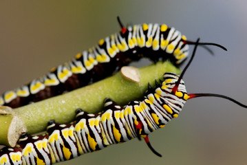 butterfly larva