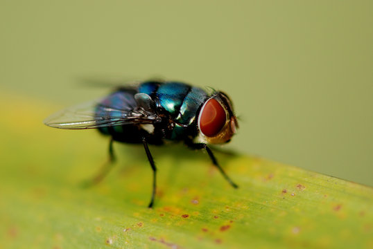 Housefly