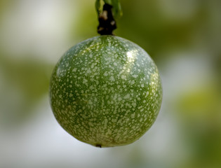 passion fruit