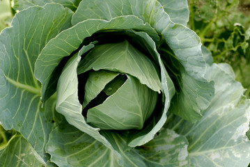 Fototapeta premium vegetables