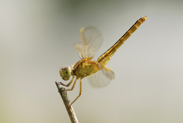 gragonfly