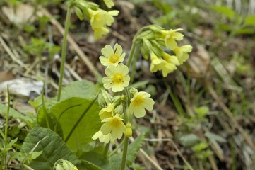 Obraz premium primevère