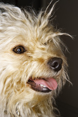 Portrait of mixed breed dog smiling.