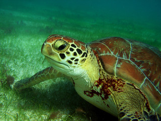 tortue
