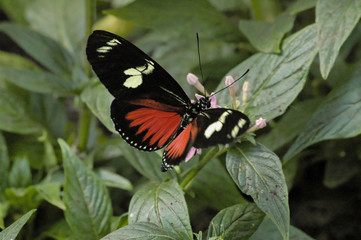 Obraz na płótnie Canvas motyl