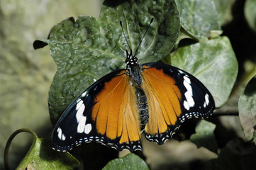 papillon