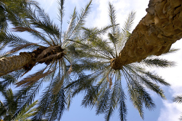 oasis palm trees