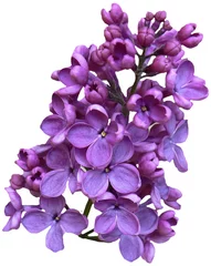 Türaufkleber lilac © Alison Bowden