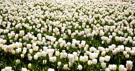 Light filtering roller blinds Tulip white tulips
