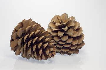 zapfen ao_070311_6159.cr2.jpg