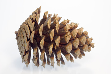 zapfen ao_070311_6154.cr2.jpg