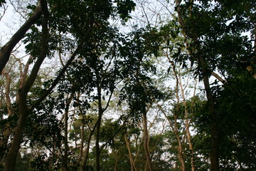 Fototapeta premium nepal jungle