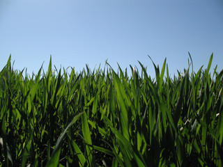 Obraz premium feld