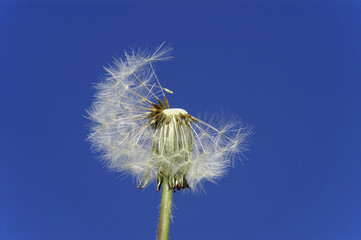 dandelion