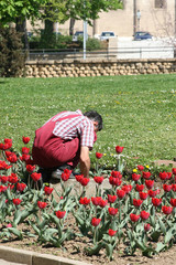 gardener