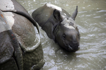 Obraz premium small rhino in mud